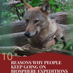 Text: 10 reasons why people keep going on Biosphere Expeditions projects. Citizen science in aid of wildlife conservation. Image: a wolf.
