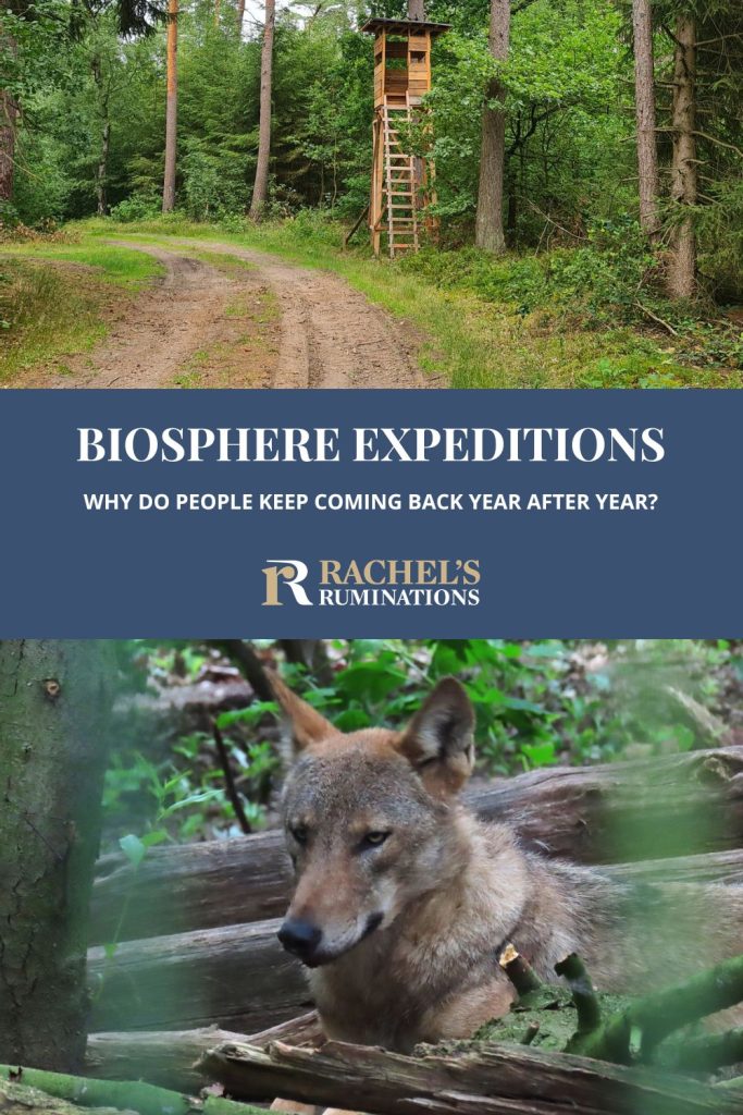 Text: Biosphere Expeditions: Why do people keep coming back year after year? Images: above, a dirt road in a forest with a hunter's blind up high on a platform; below, a wolf.
