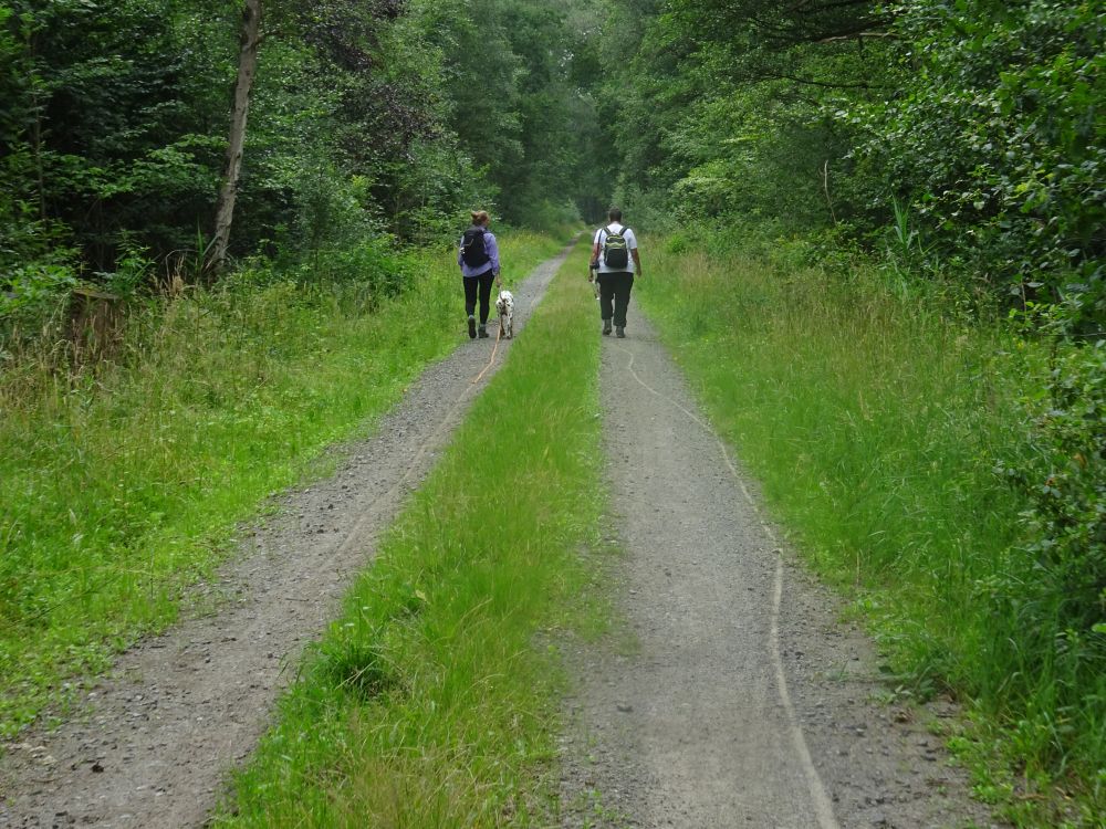 Two people walking a dirt track of two parallel ruts through a forest.