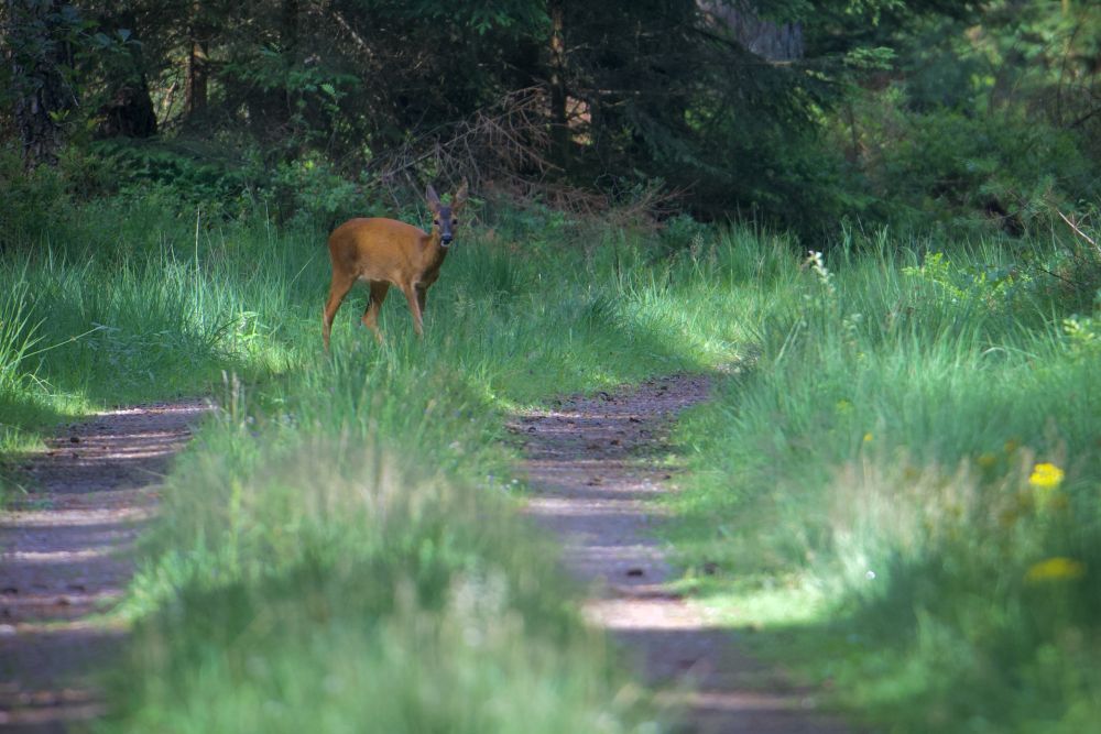 A deer standing in the grass next to a dirt road.