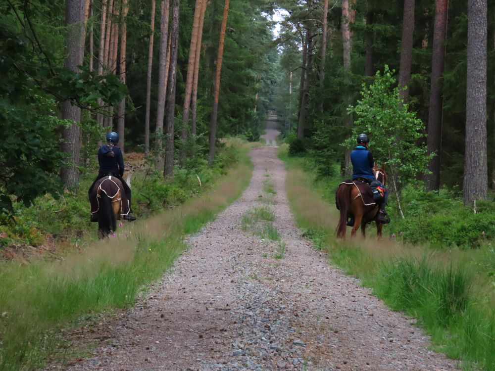 A dirt road through a forest with a two people riding horses along its two sides.
