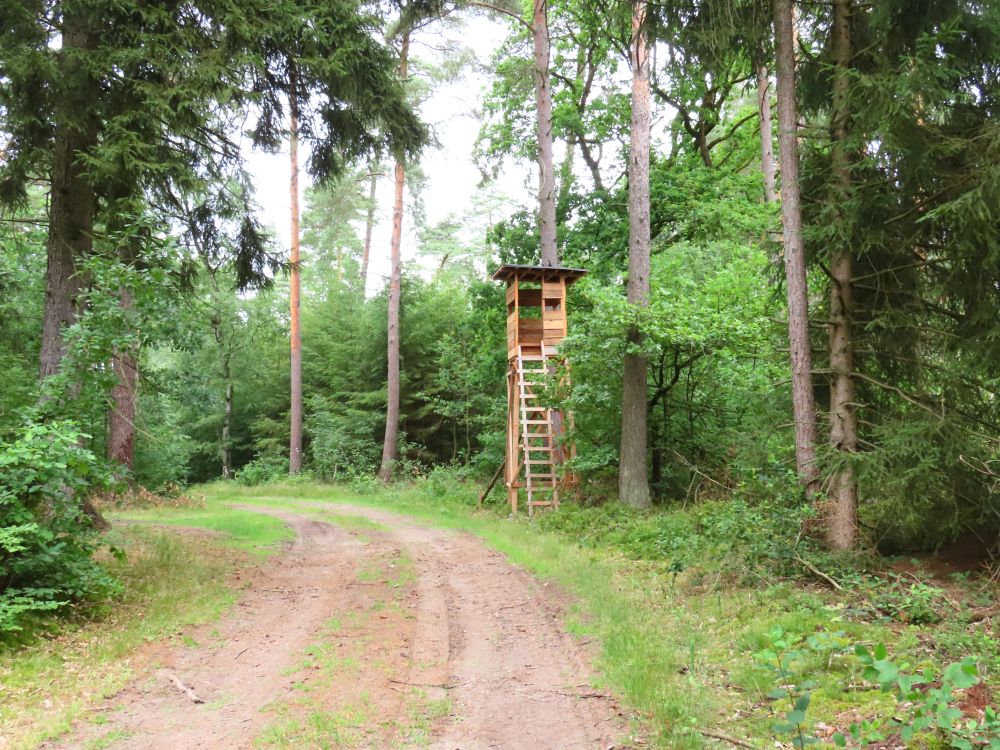 Looking along a dirt road in a forest to a tall wooden structure with a ladder up to a tiny hut on top.