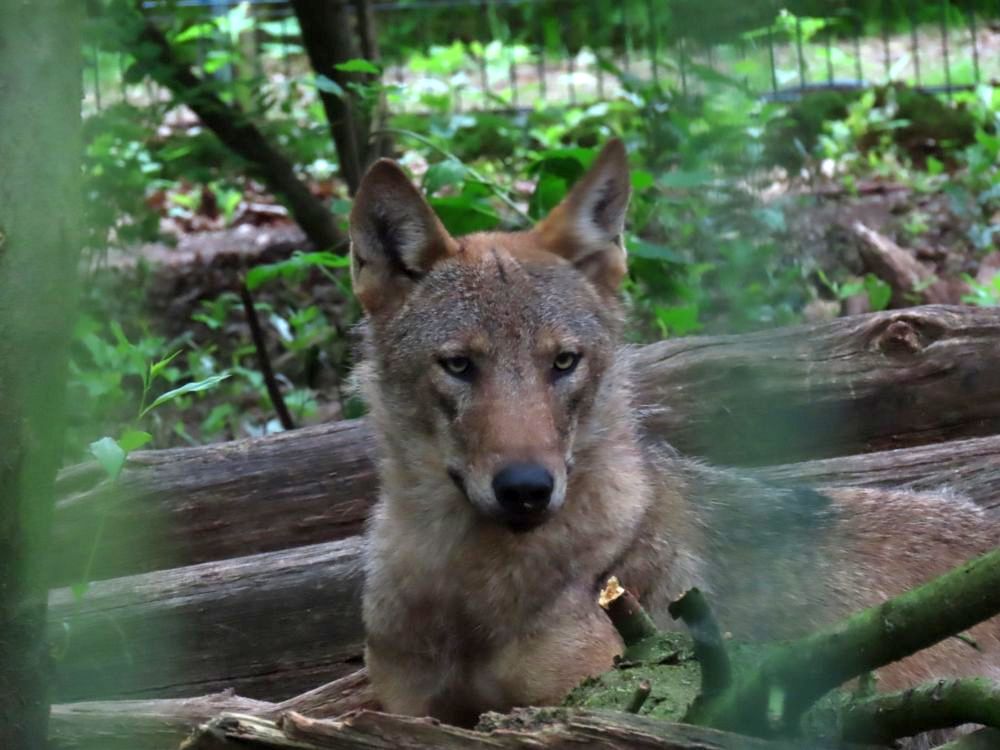 A wolf lying down, but with head raised, looking at the camera.
