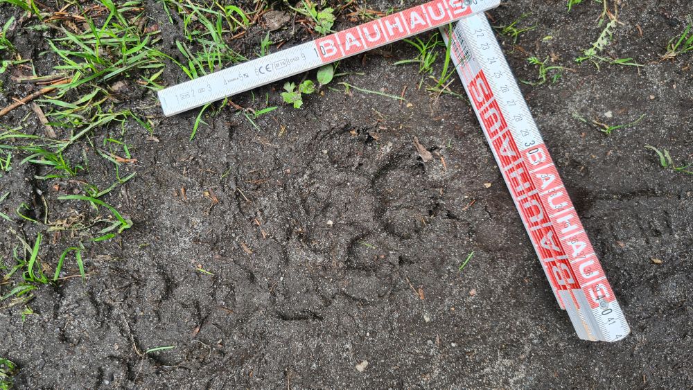 A wolf print in mud, with a ruler showing its size.